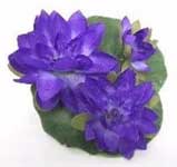 Floating Waterlily